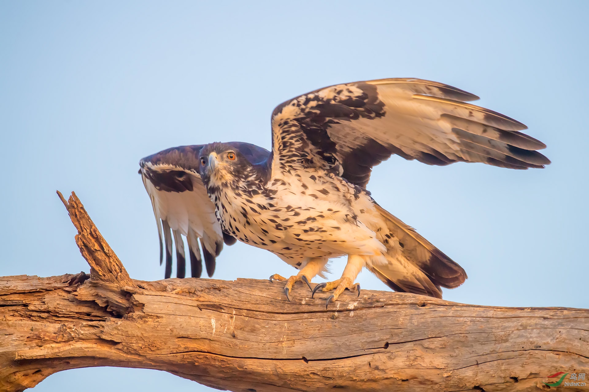 非洲隼雕(作业)