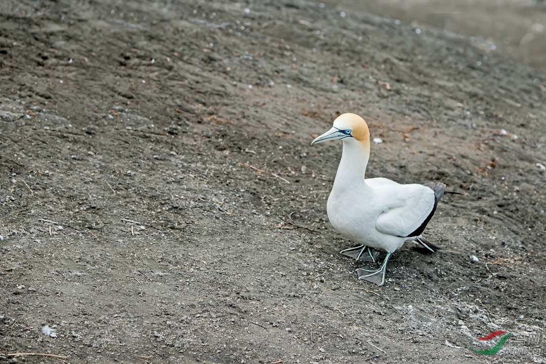 尖嘴巴的鹅～塘鹅