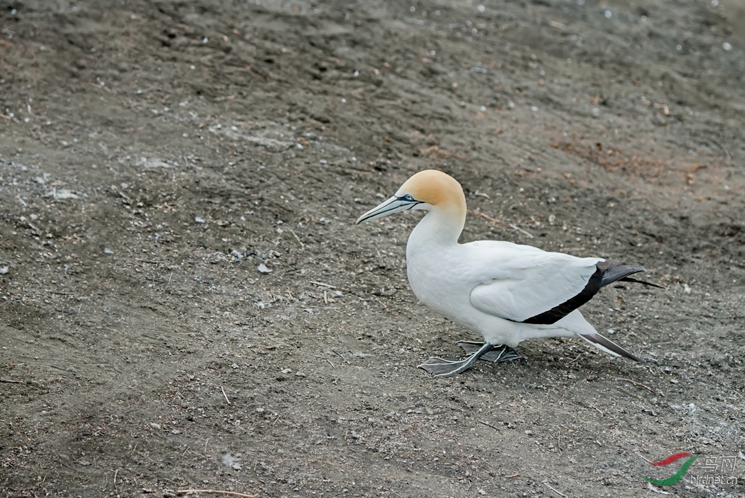 尖嘴巴的鹅～塘鹅