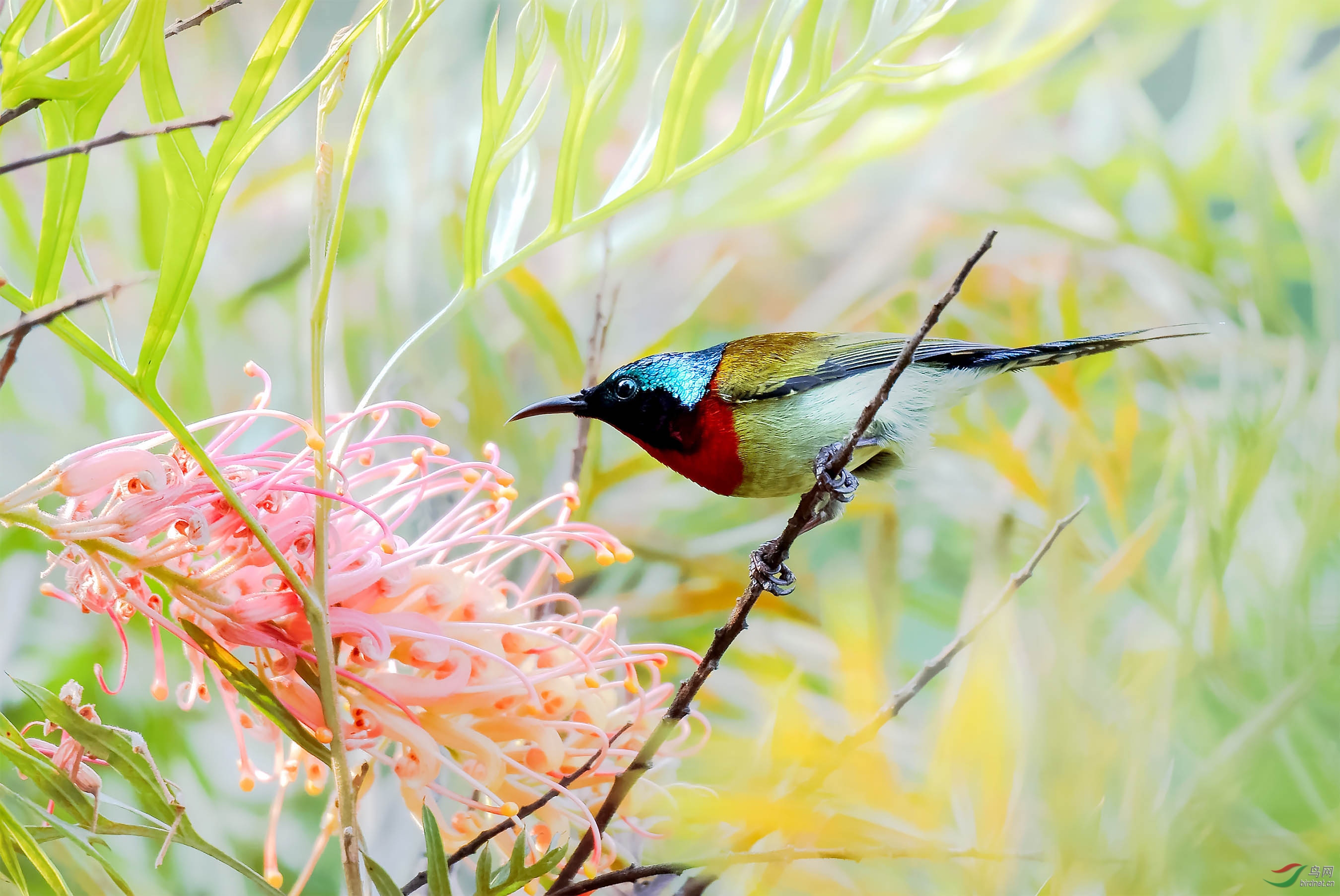 研究银桦花的叉尾太阳鸟