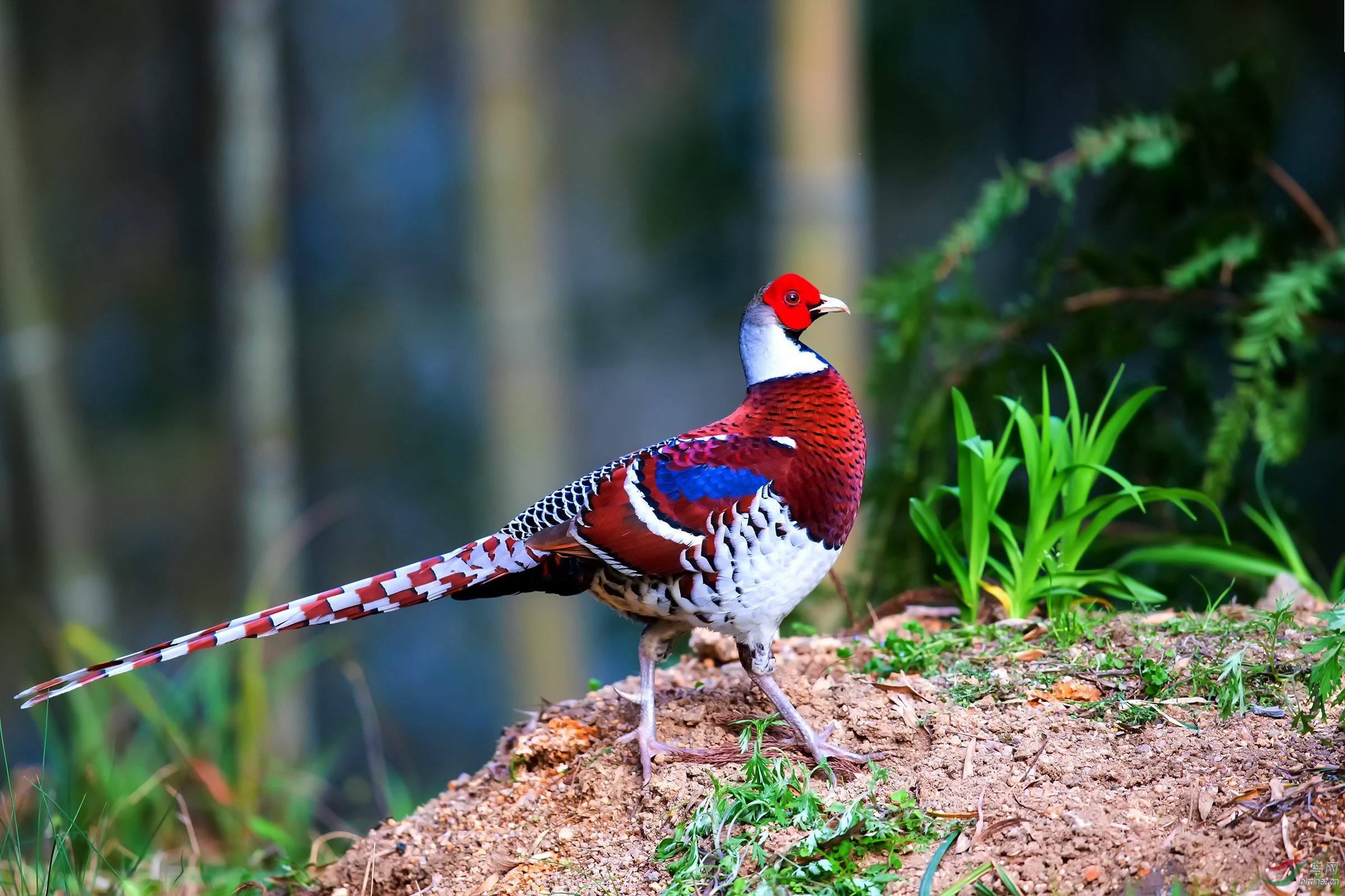 白颈长尾雉