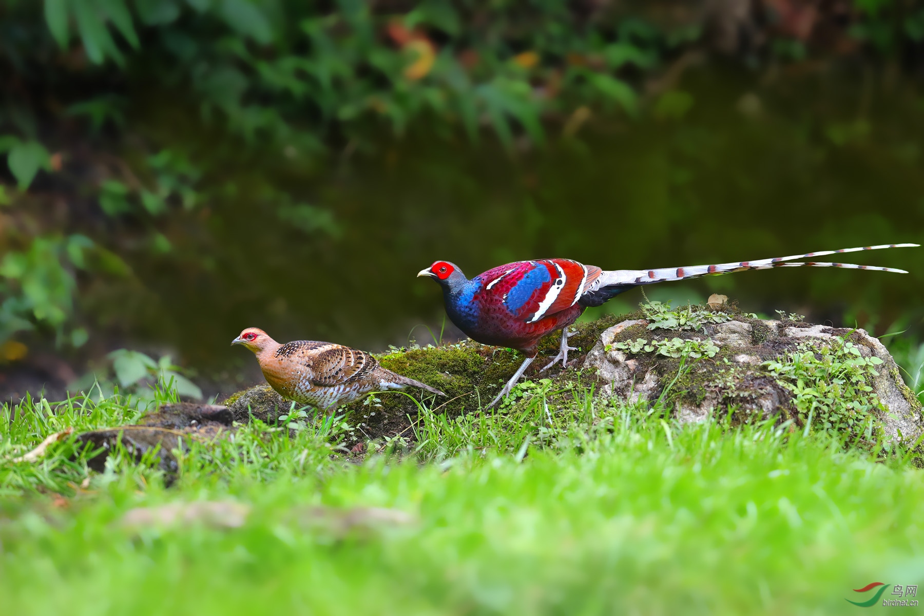 黑颈长尾雉-夫妻(贺获鸟类精华)