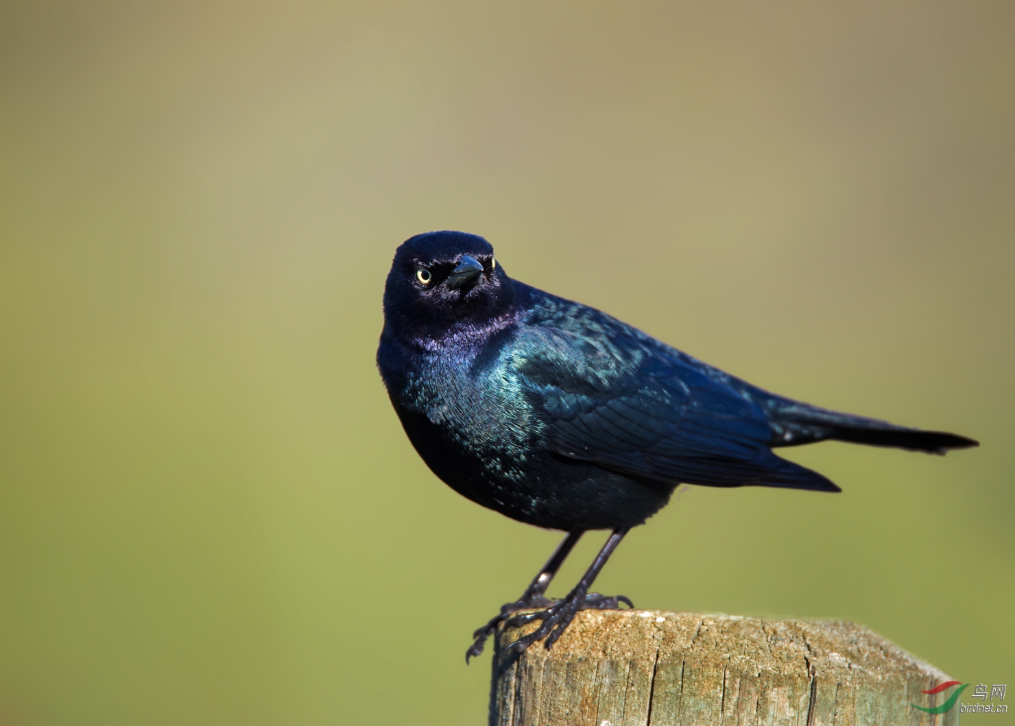 美国西部拍鸟_林鸟篇之蓝头黑鹂雄鸟