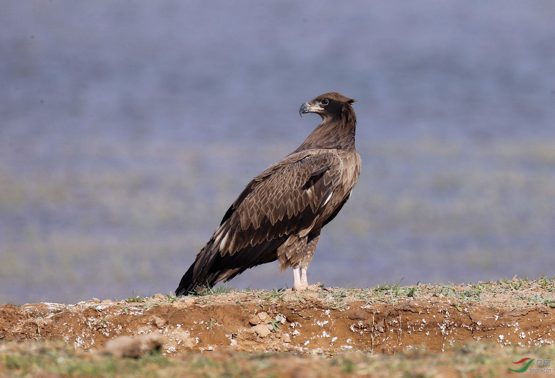观望——玉带海雕