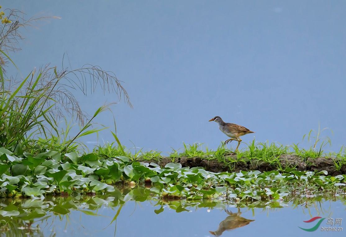 白眉田鸡(恭贺老师佳作喜获鸟网首页鸟类精华)