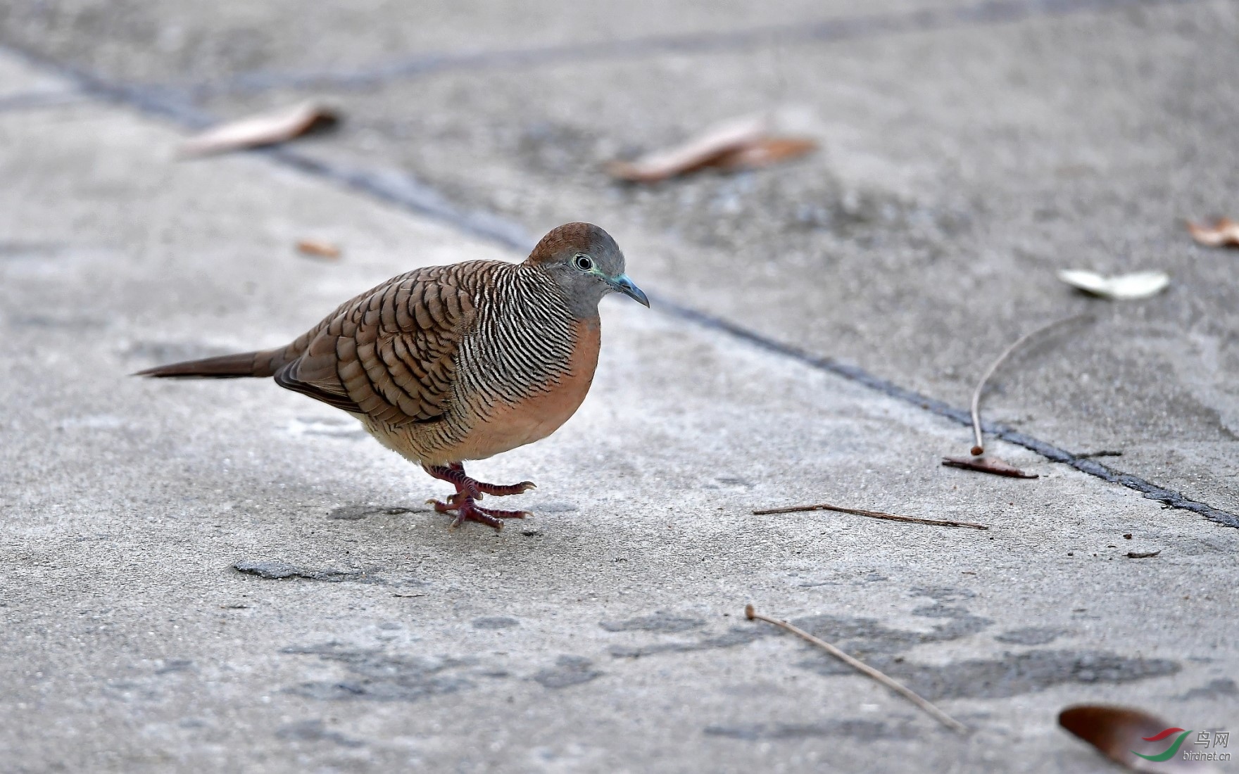 DSC_4788_����_DxO (����).jpg