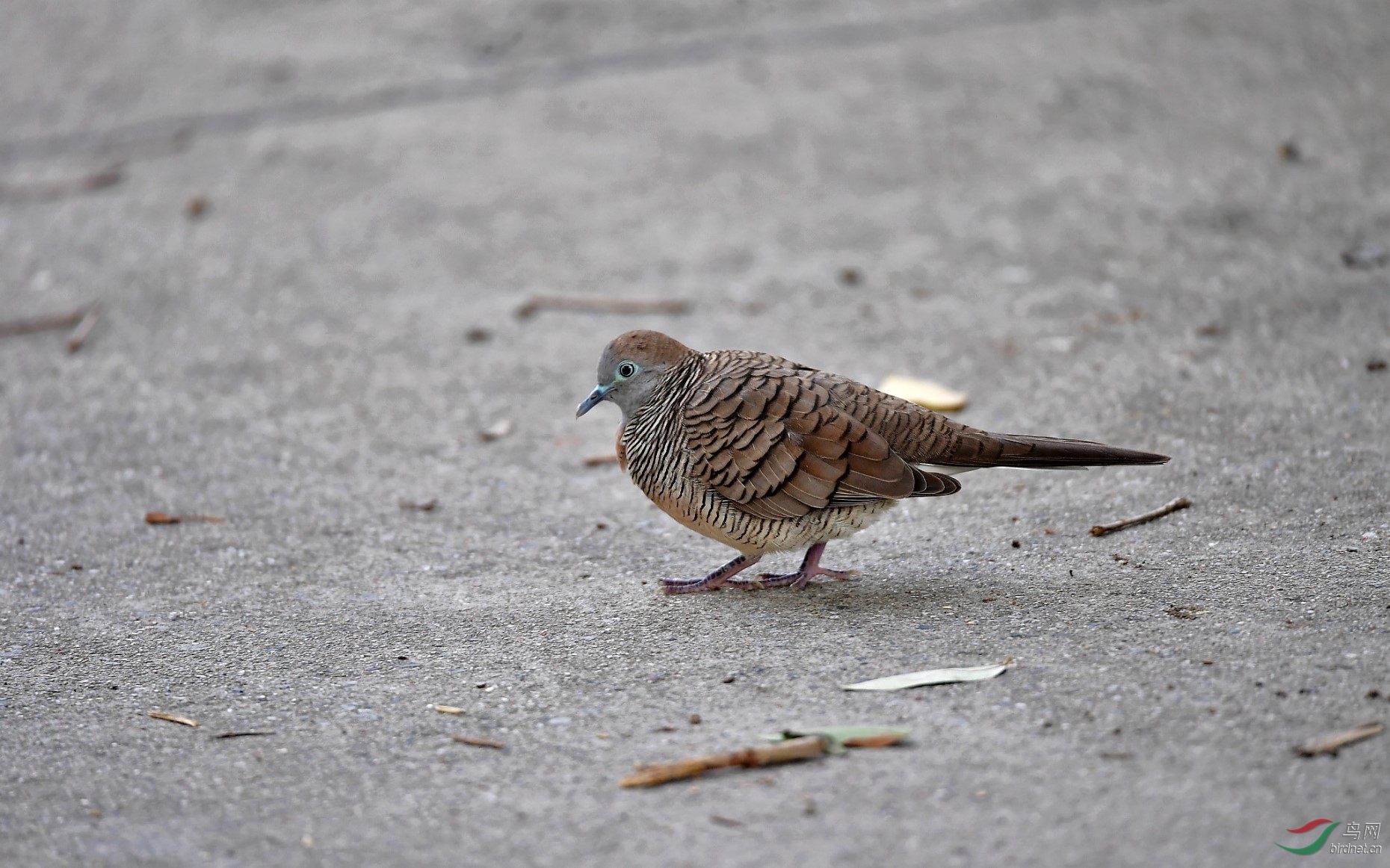 DSC_4794_����_DxO (����).jpg