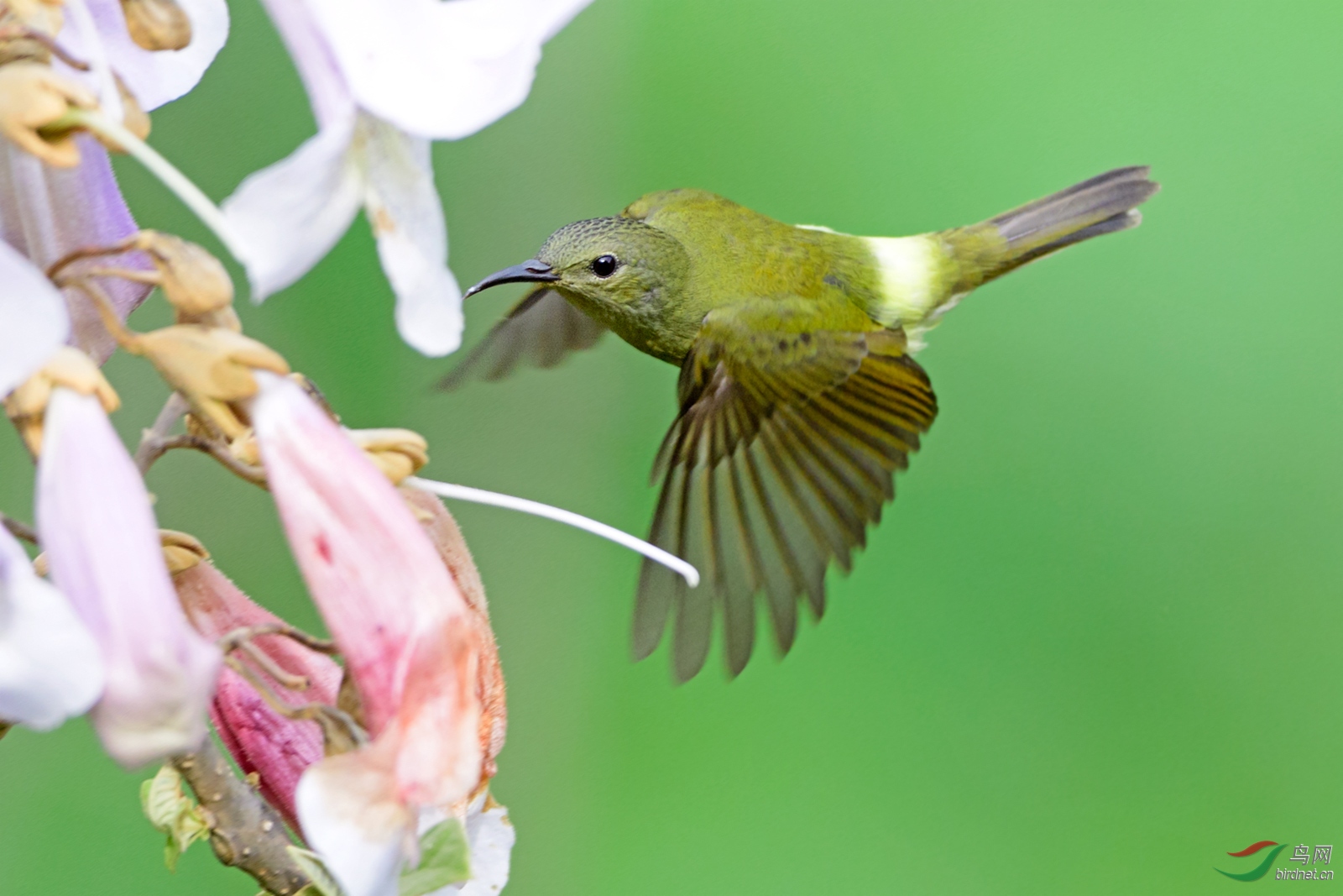 飛鳥舞蹁躚(藍喉太陽鳥雌鳥)