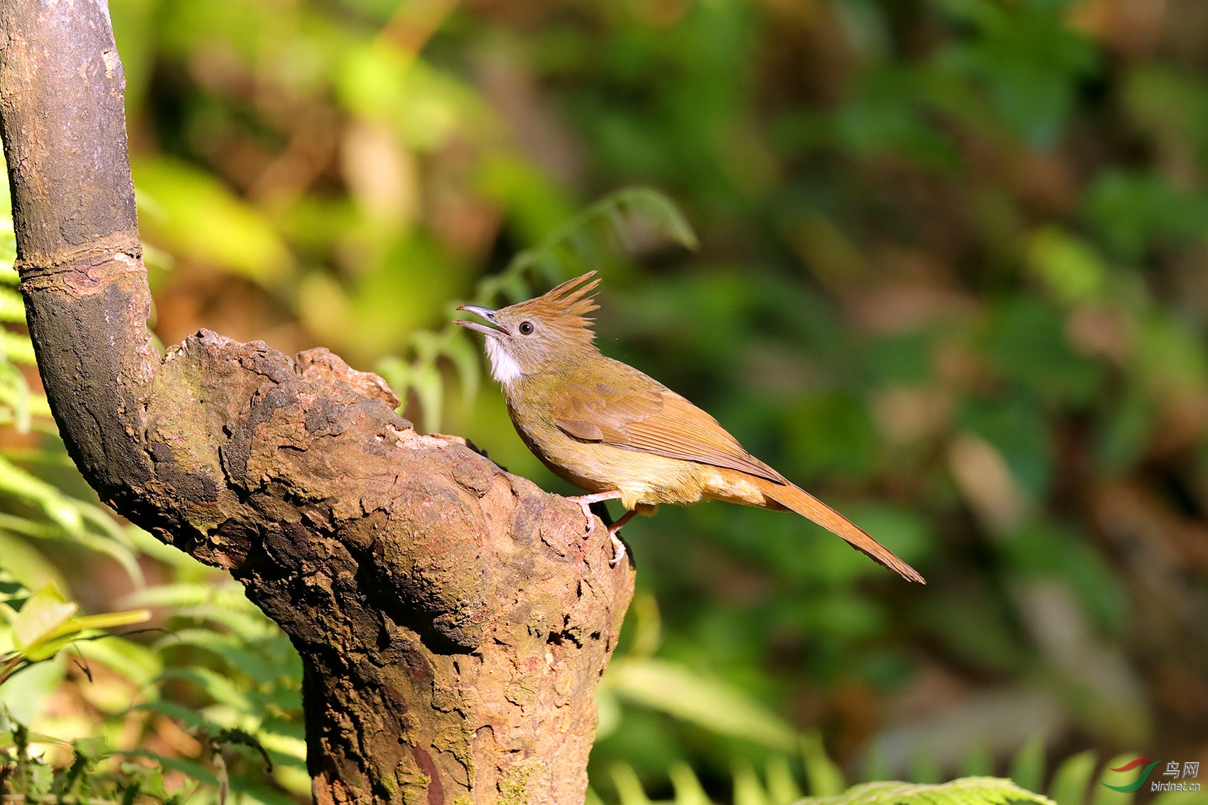 笑口常开白喉冠鹎
