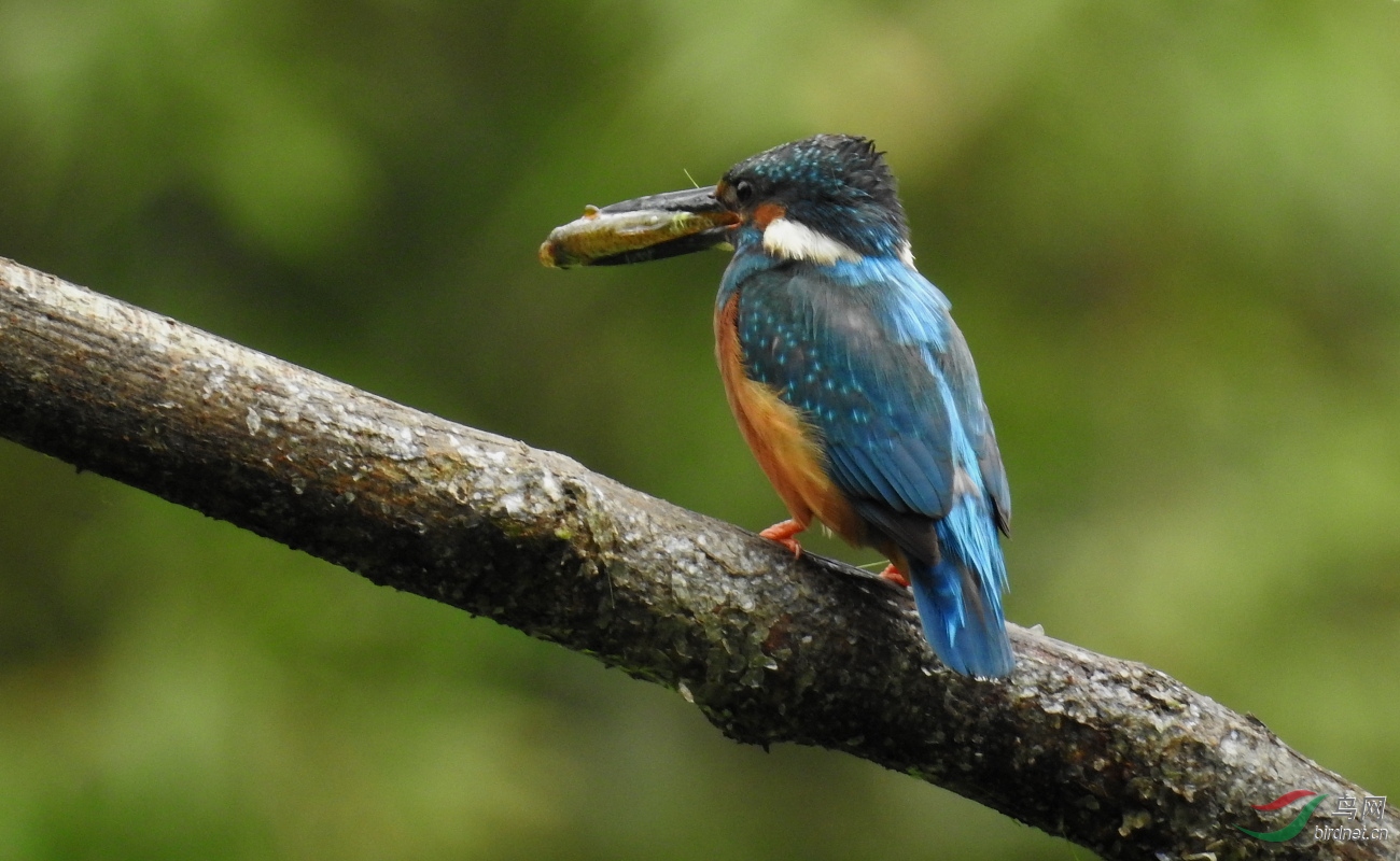 DSCN8530.JPG