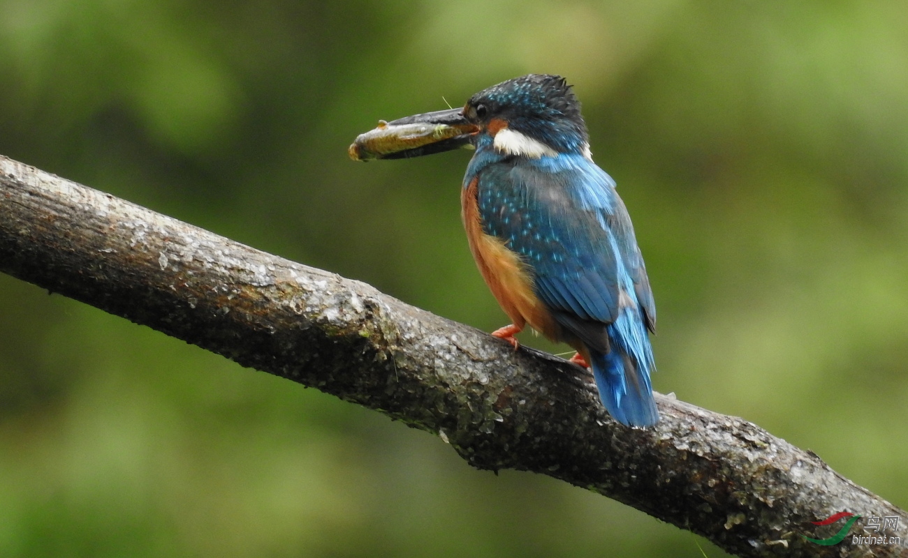 DSCN8529.JPG