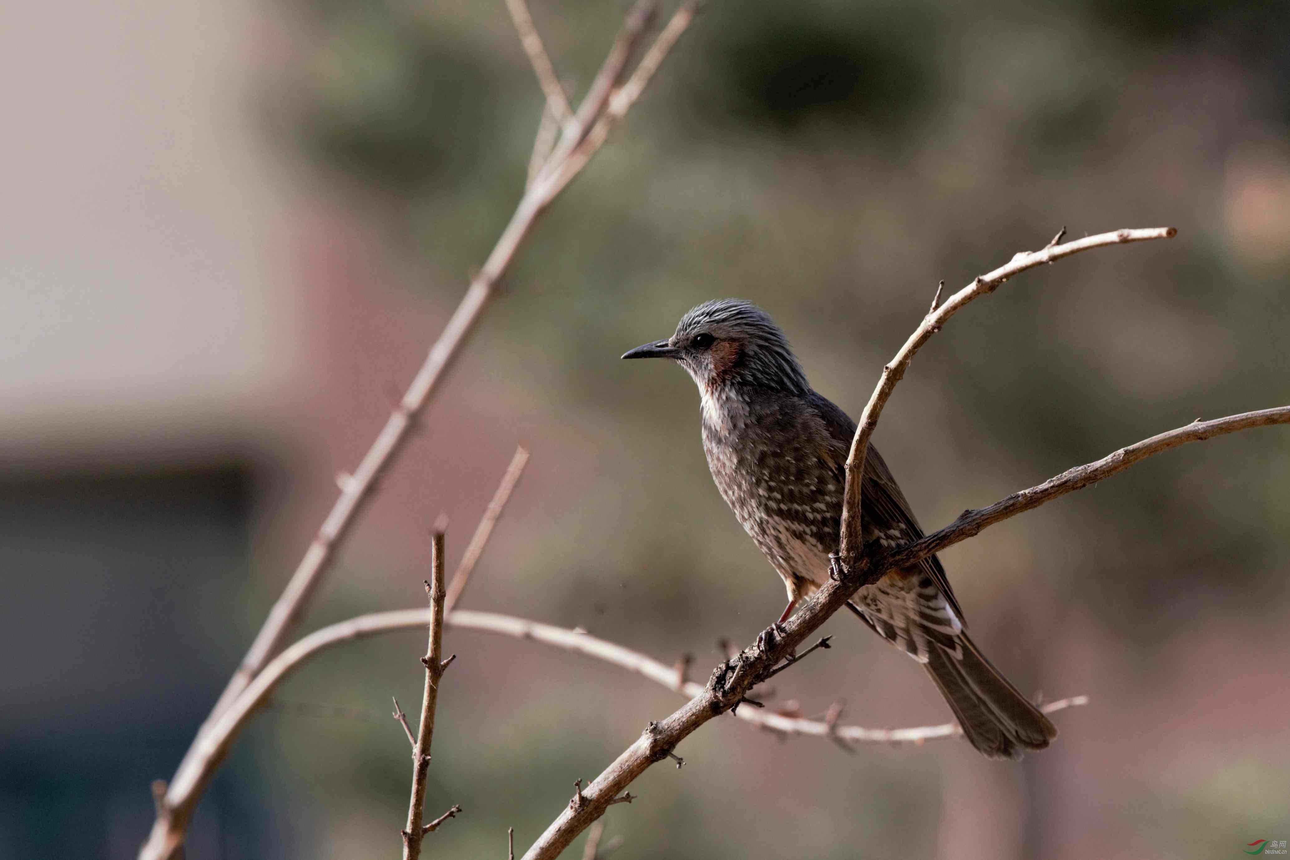 南方鸟种在山东昌邑市首次记录