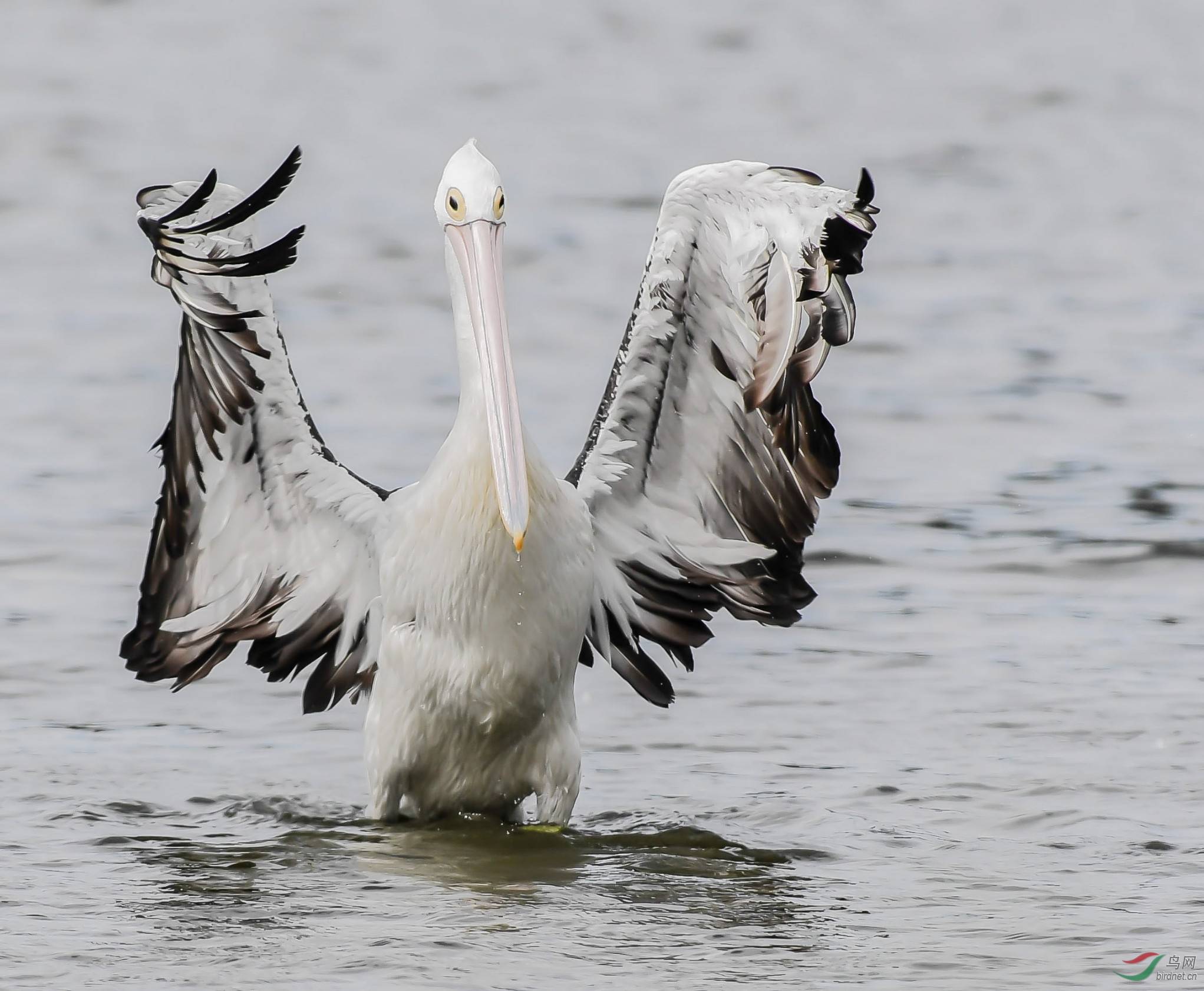 指挥鹈鹕 - 水鸟版 鸟网