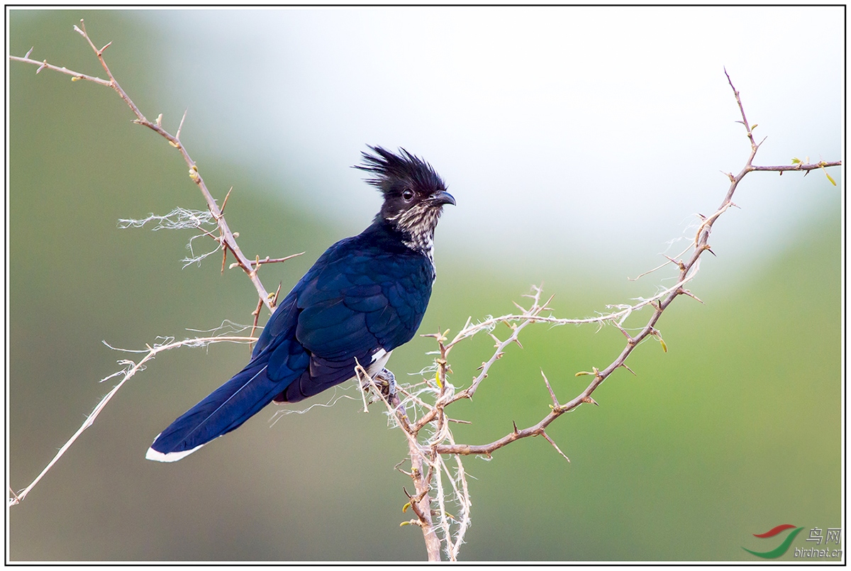斑翅凤头鹃特种凤头鹃