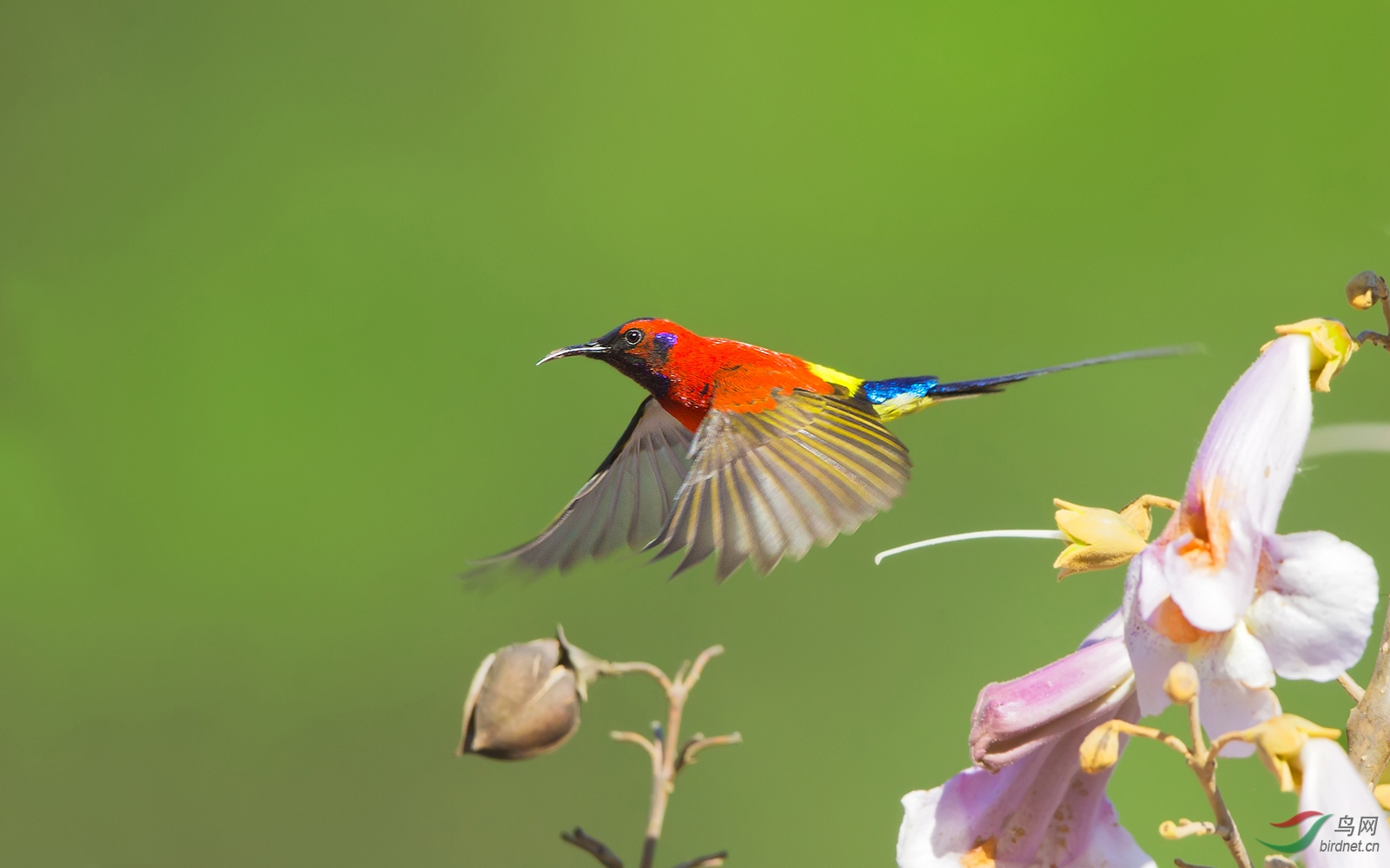 泡桐花开太阳鸟来