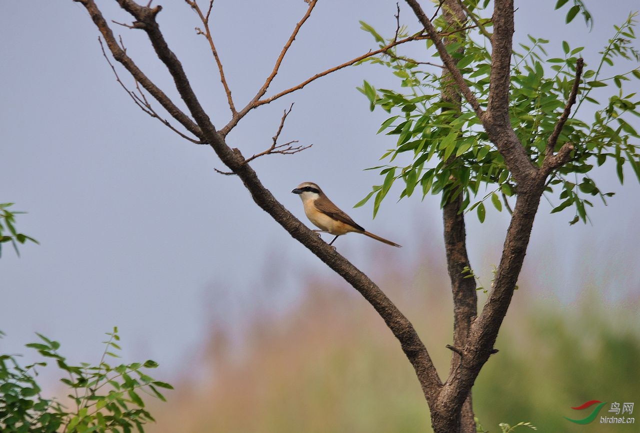 DSC_0075.JPG