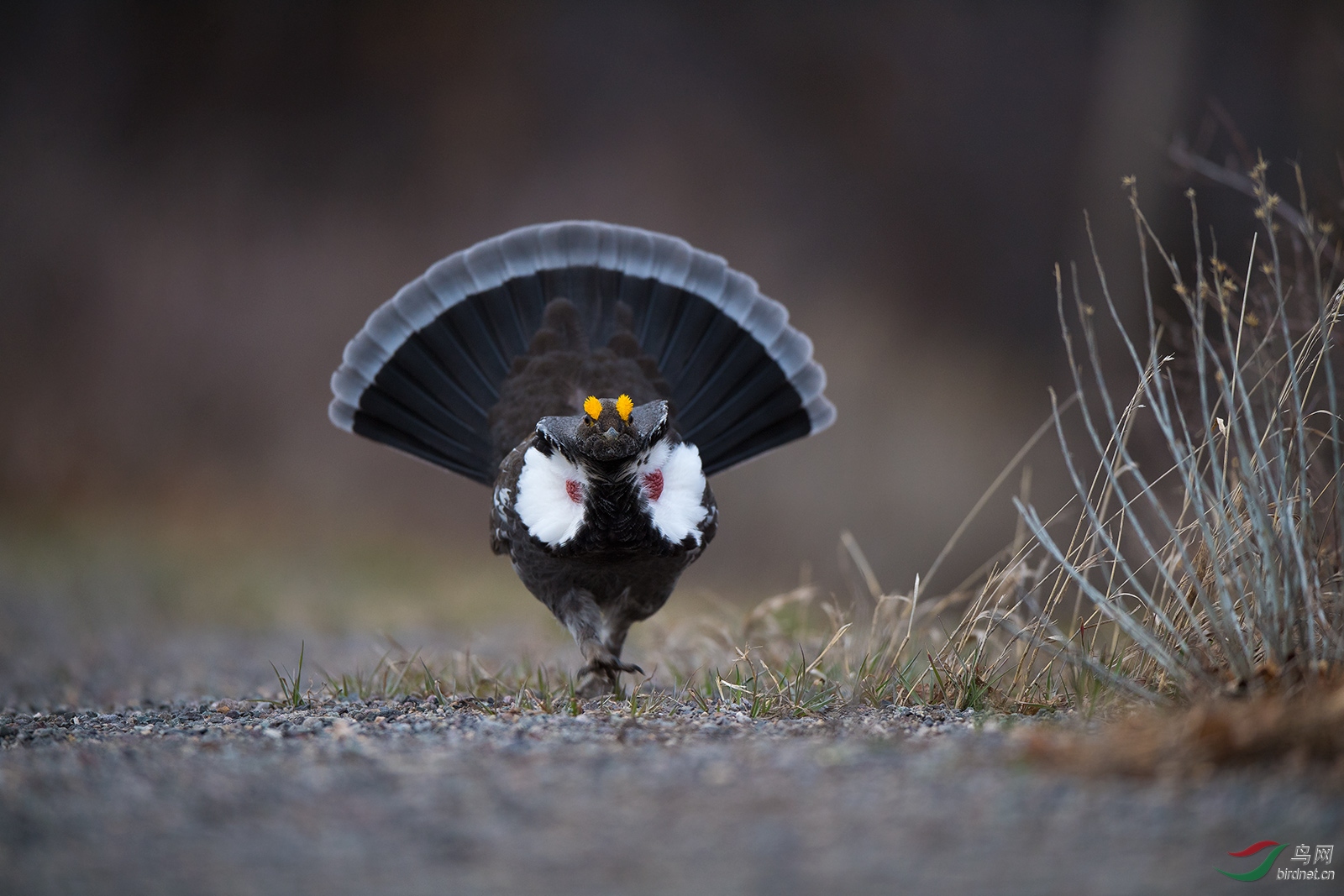 (蓝镰翅鸡)走上丅台的蓝镰翅鸡(贺获每日一图)
