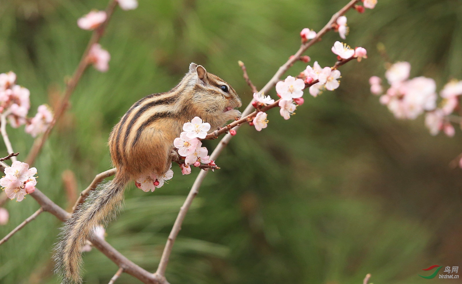 花鼠