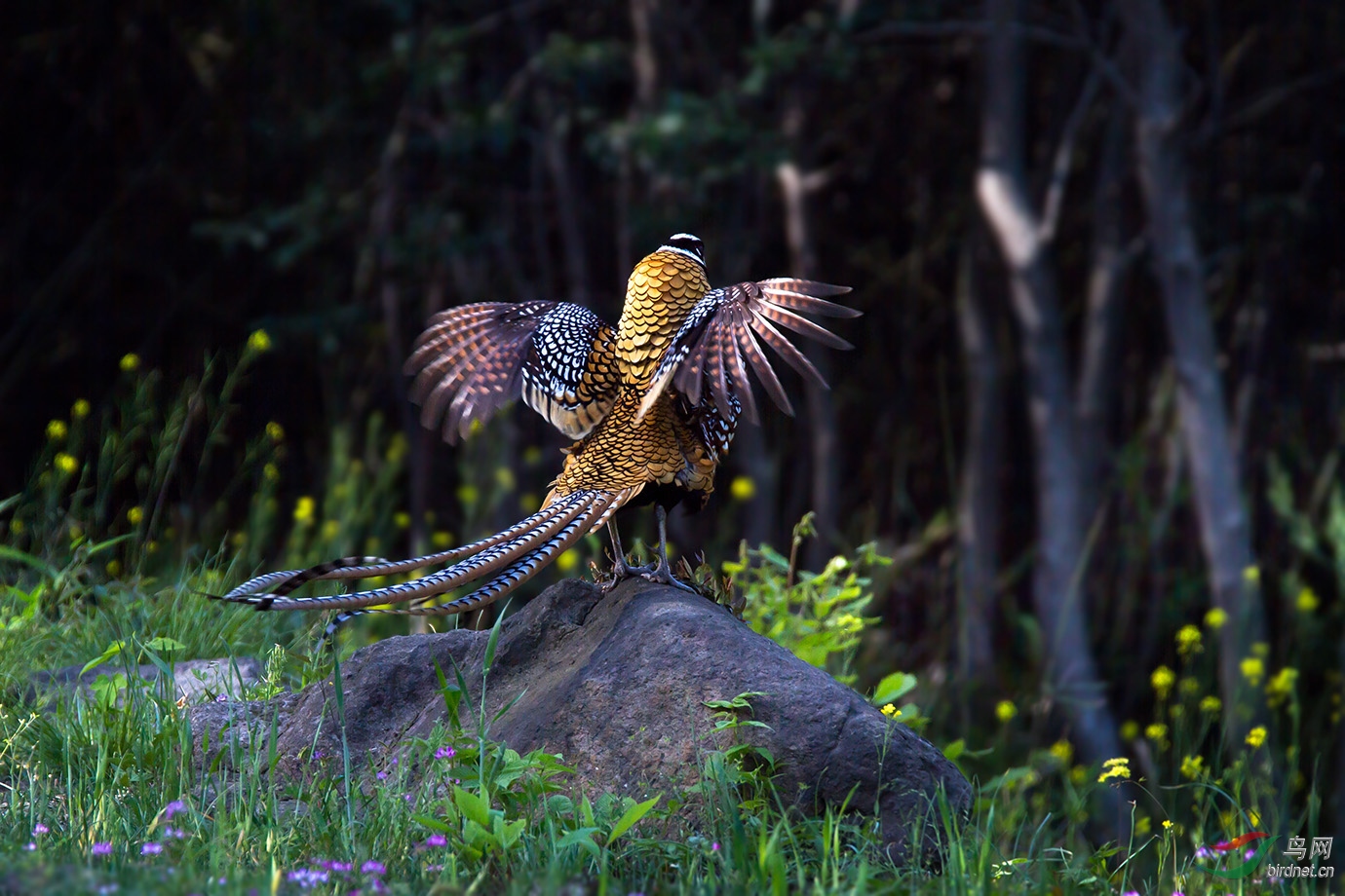 雉翎张扬金背闪烁白冠长尾雉