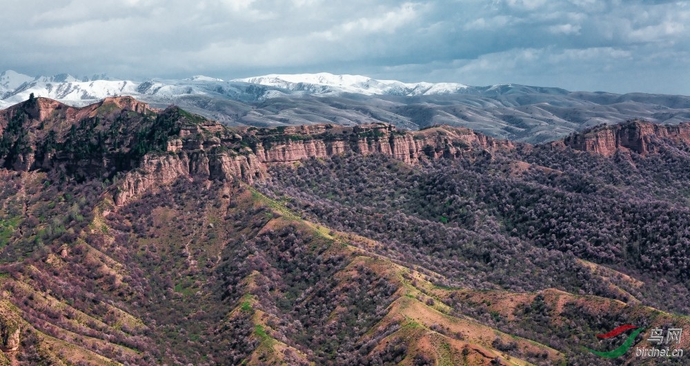 山梁子花开红艳艳