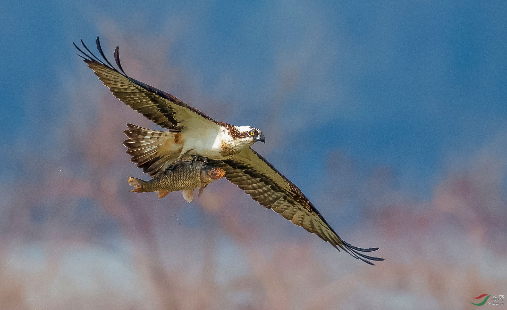 [猛禽] (凯旋而归)-----鹗(鱼鹰)(祝贺佳作荣获每日一图)