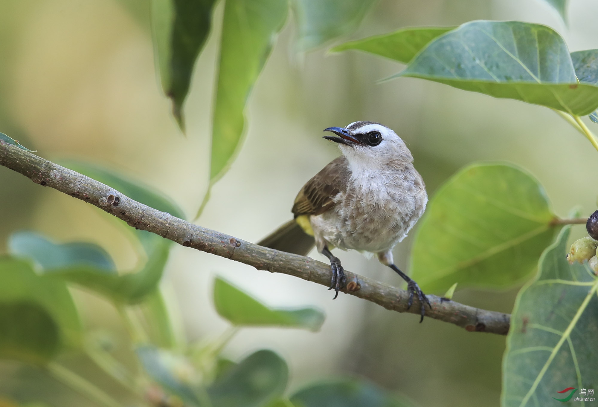 重庆版 chongqing 鸟网