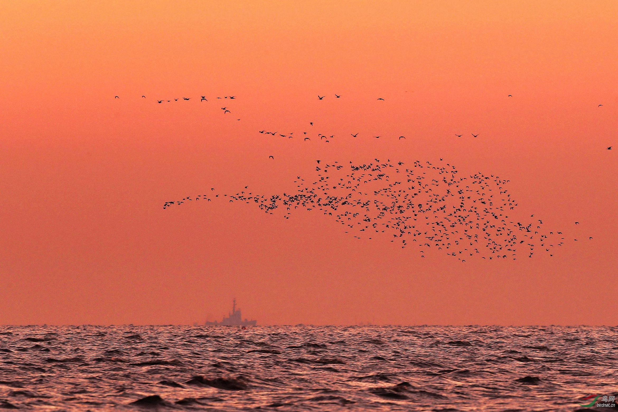 赤霞晚渡 "鸟云"飞翔