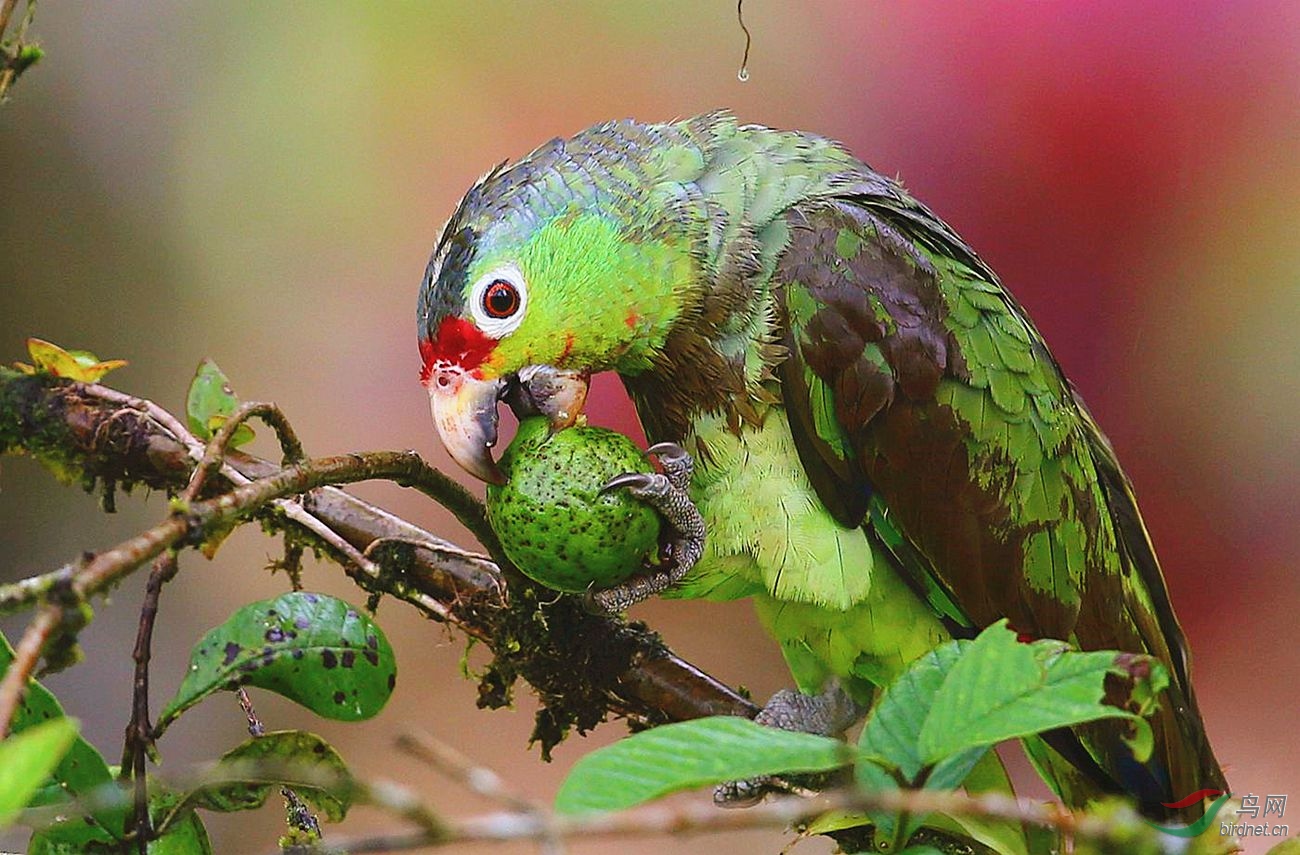 红额亚马逊鹦鹉【姹紫嫣红】