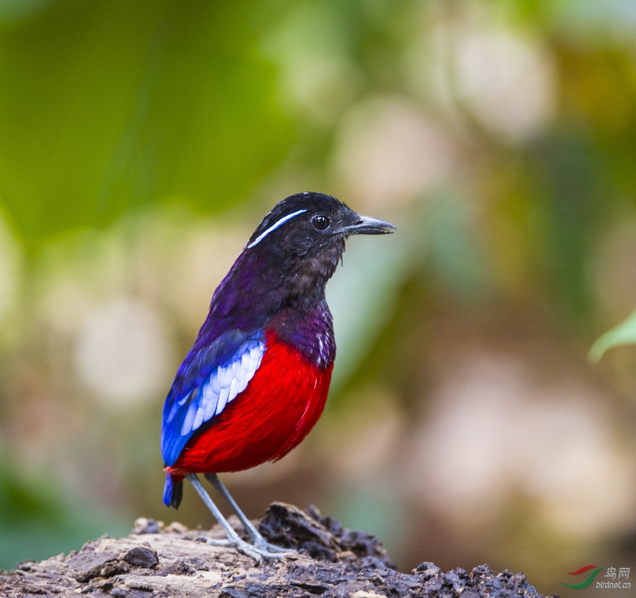 亭亭玉立黑头八色鸫
