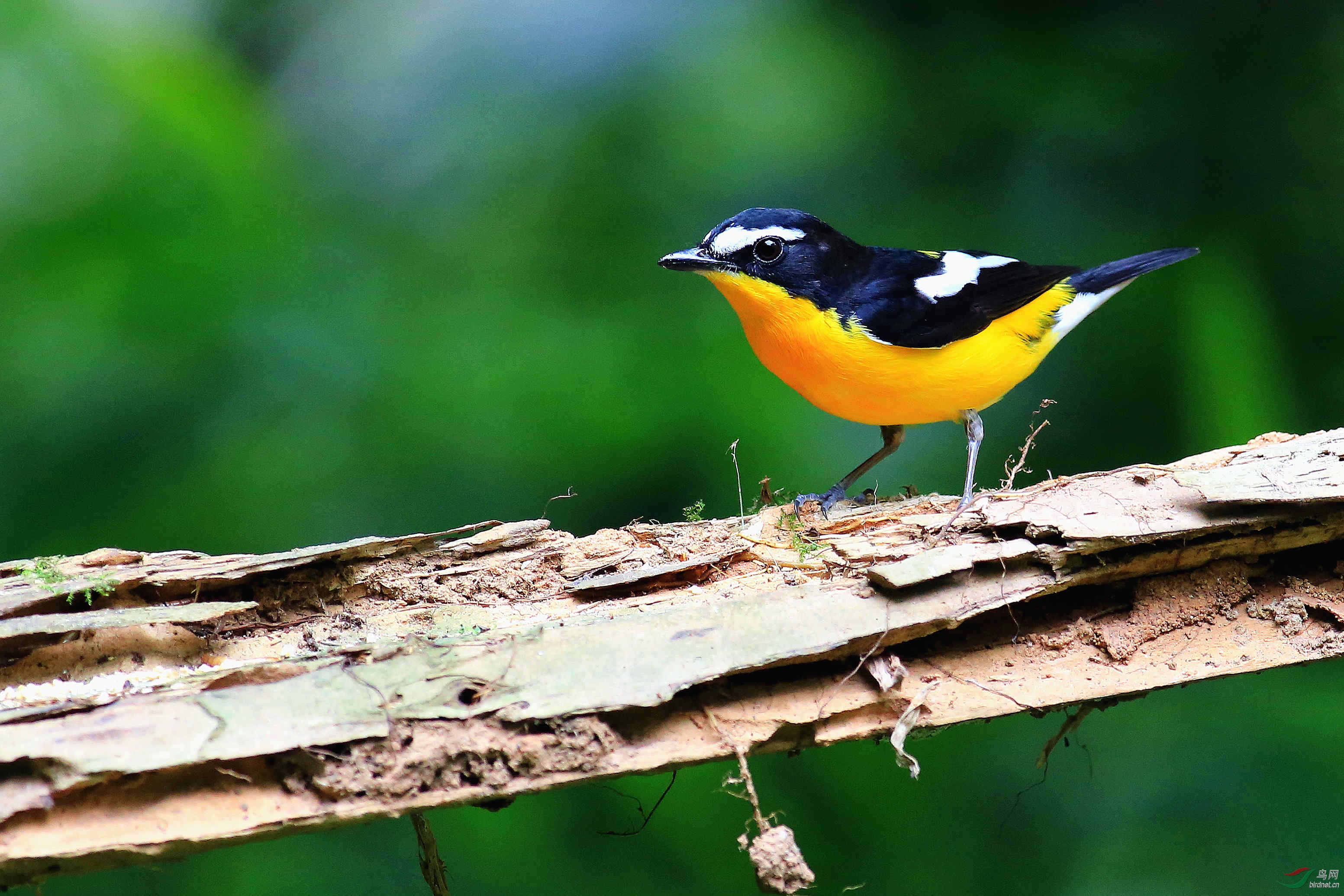 白眉姬鹟(雄鸟)