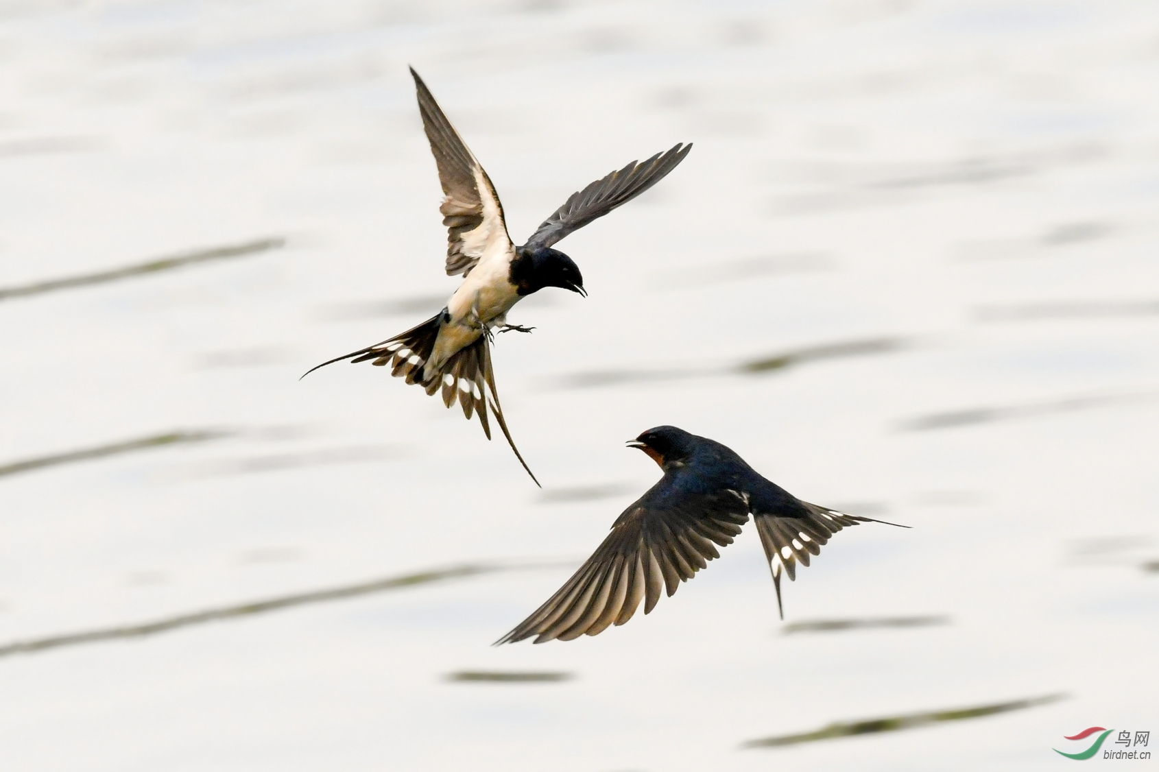 卢沟桥飞舞的燕子