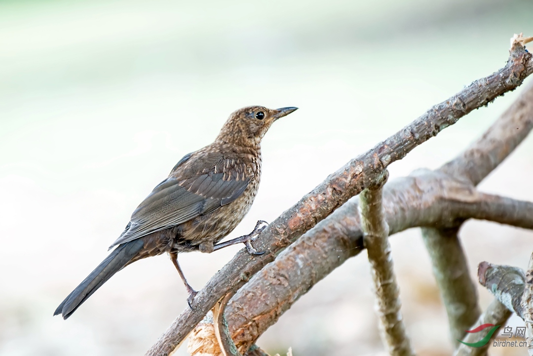 歪国的鸫鸫~欧歌鸫