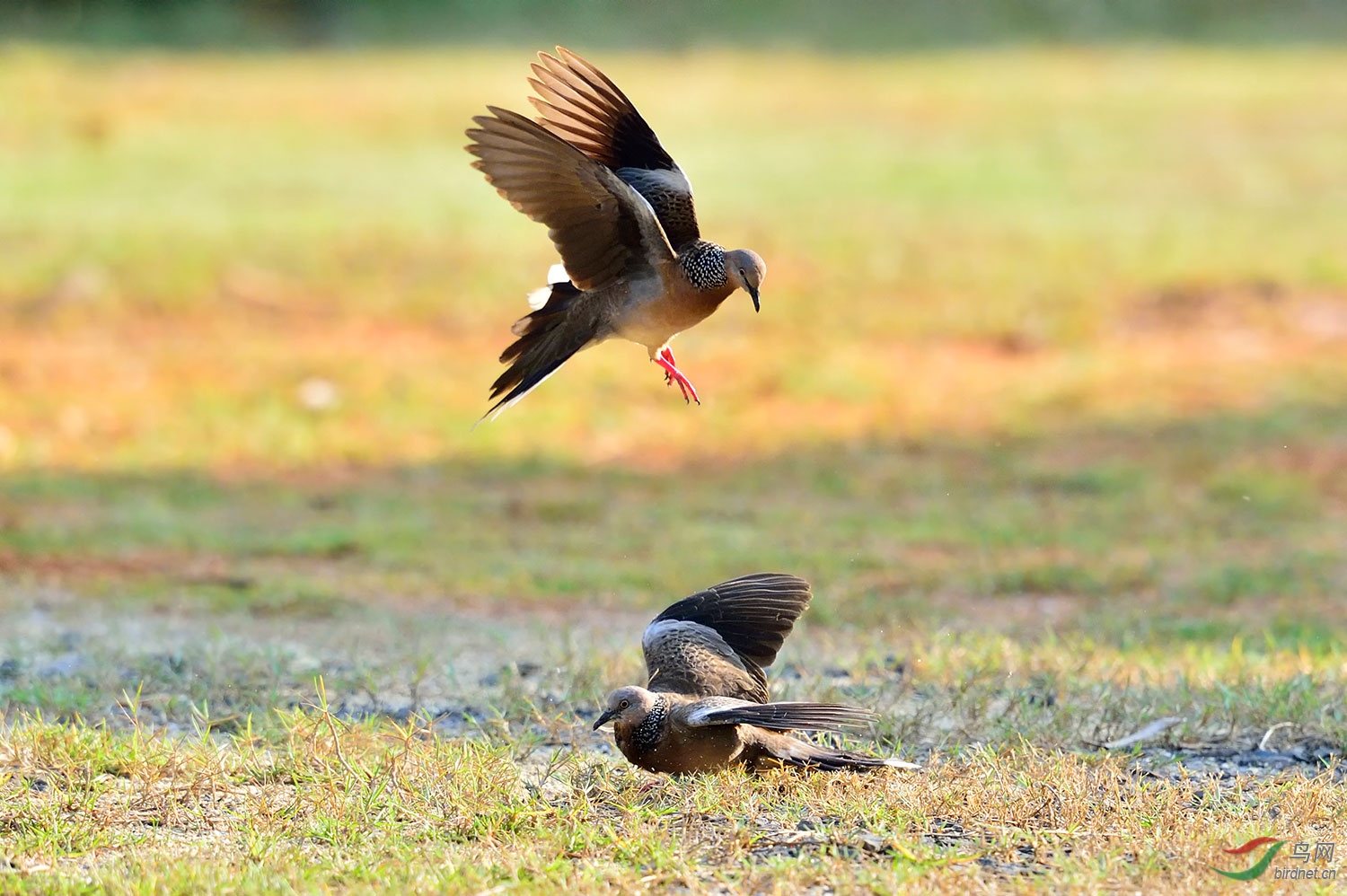 珠颈斑鸠春天圆舞曲恭贺首页精华