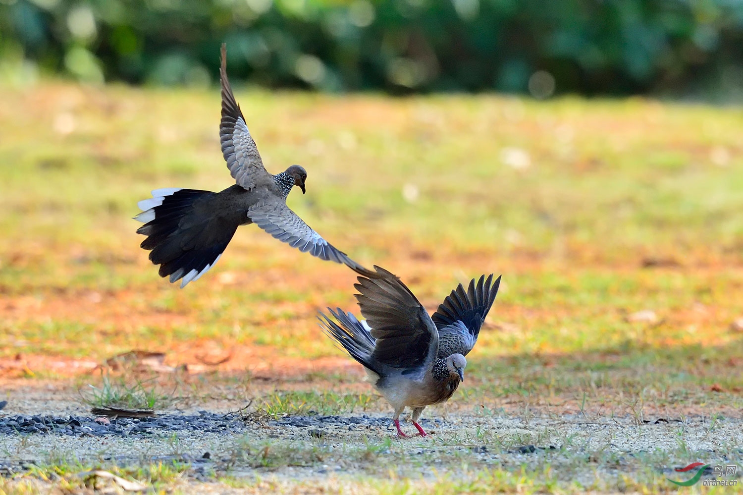 珠颈斑鸠春天圆舞曲恭贺首页精华