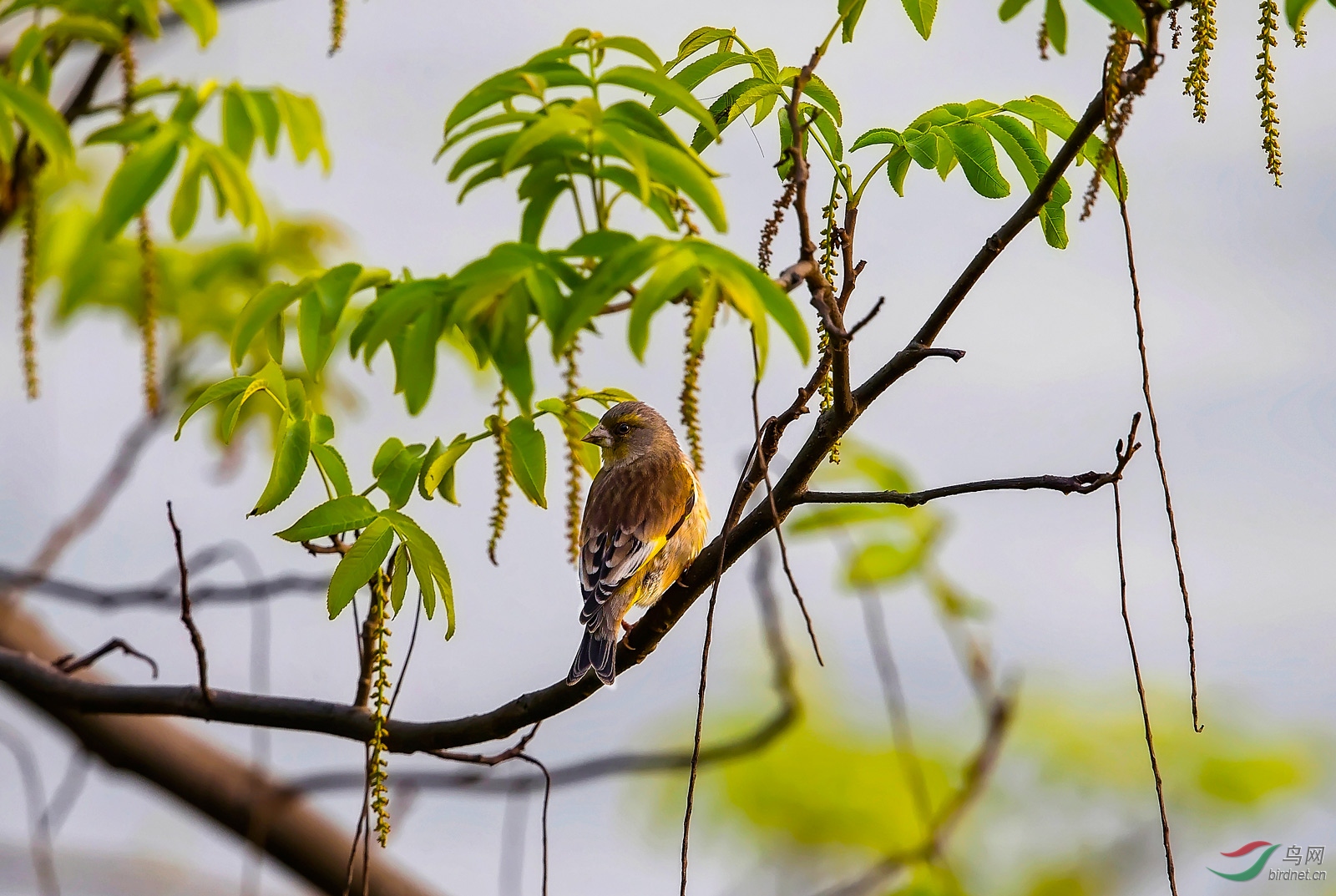 享受春绿金翅雀