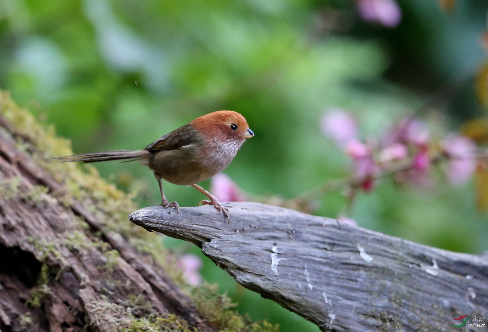 [林鸟] 褐翅鸦雀--小小的个子