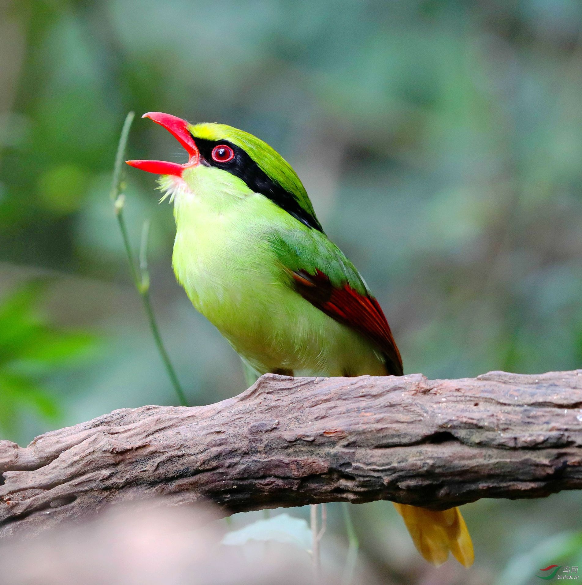 颜值高的鸟-印支绿鹊