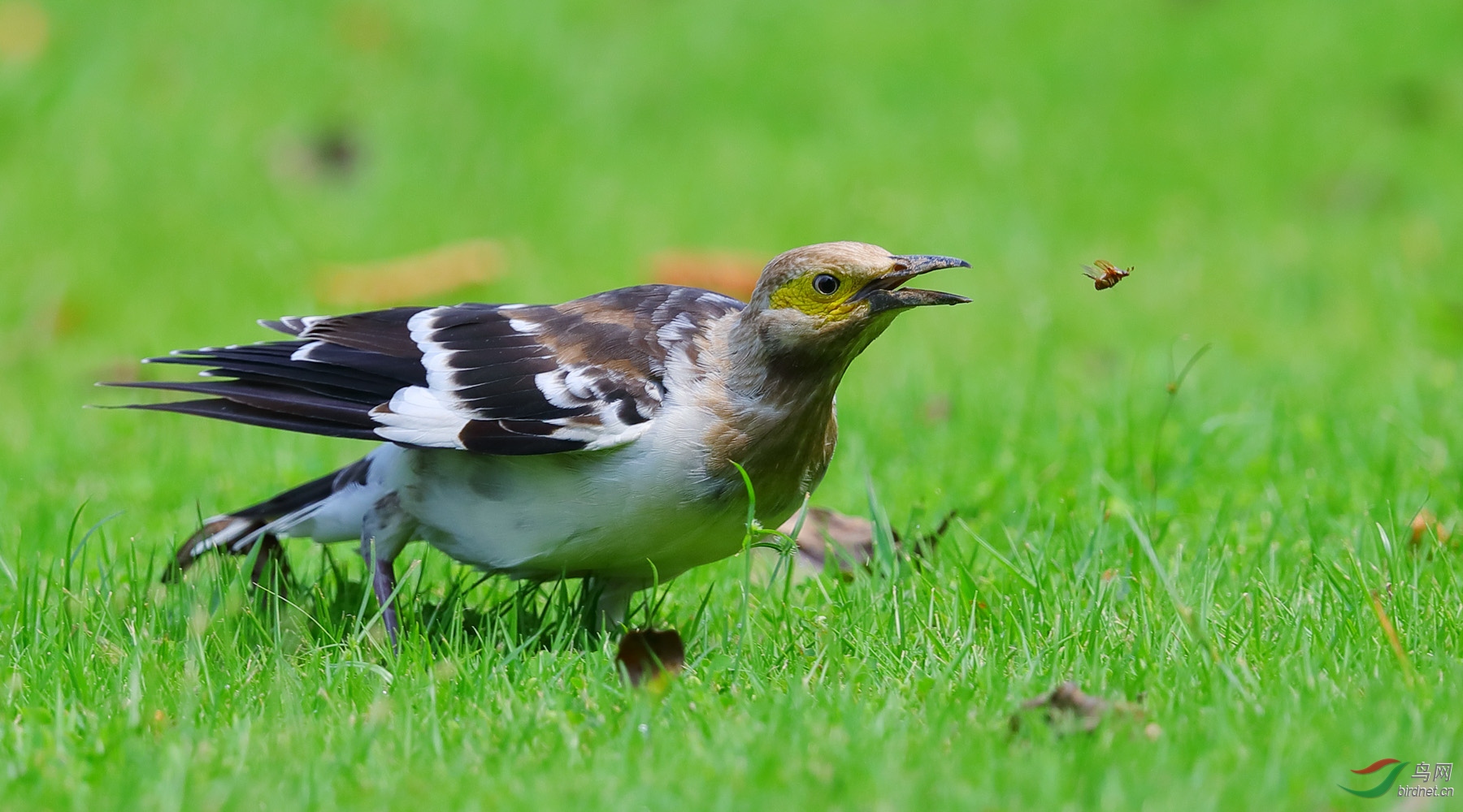一年一季的盛宴黑领椋鸟捉虫瞬间之十二