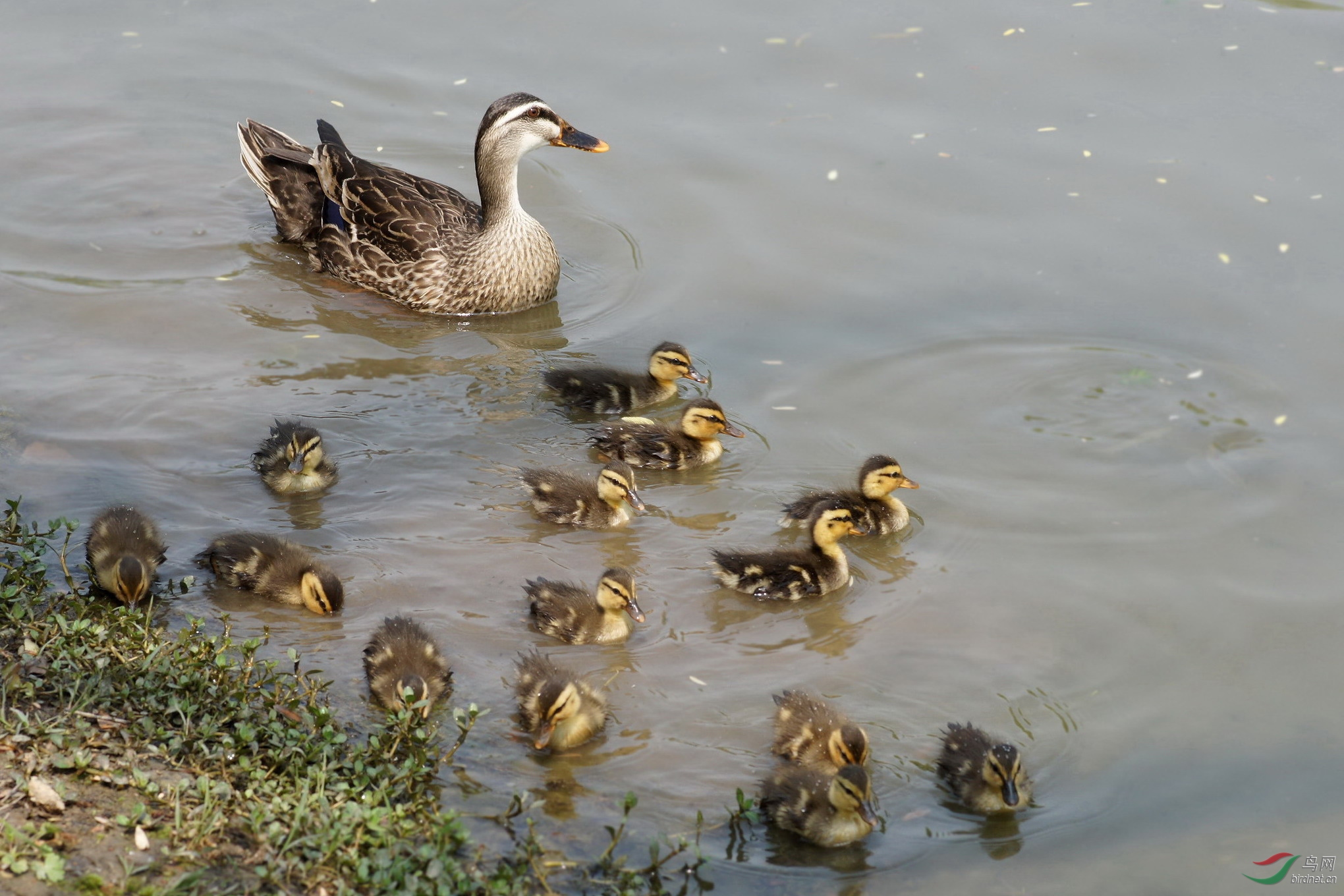 野鸭妈妈和它的宝宝们