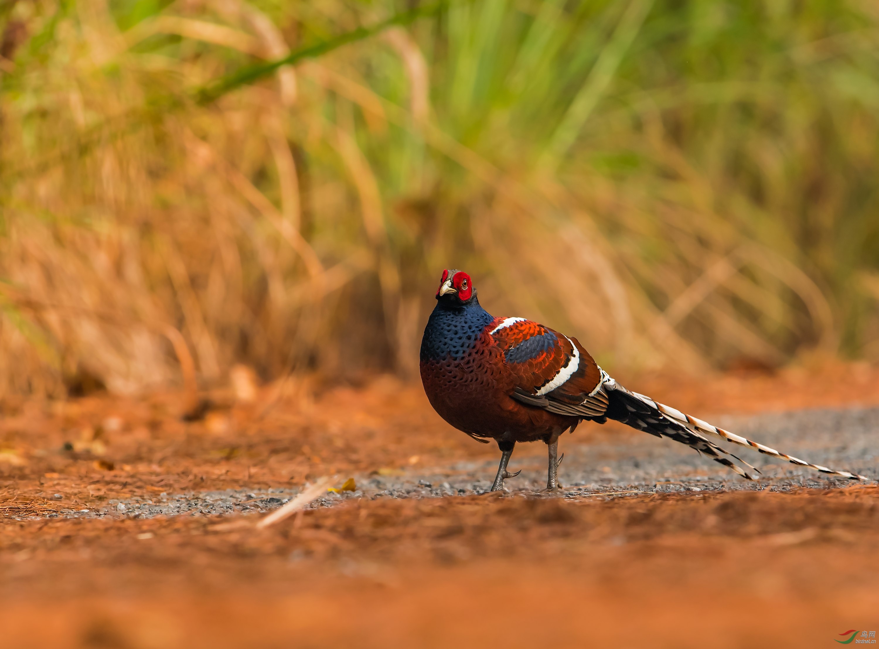 黑颈长尾雉