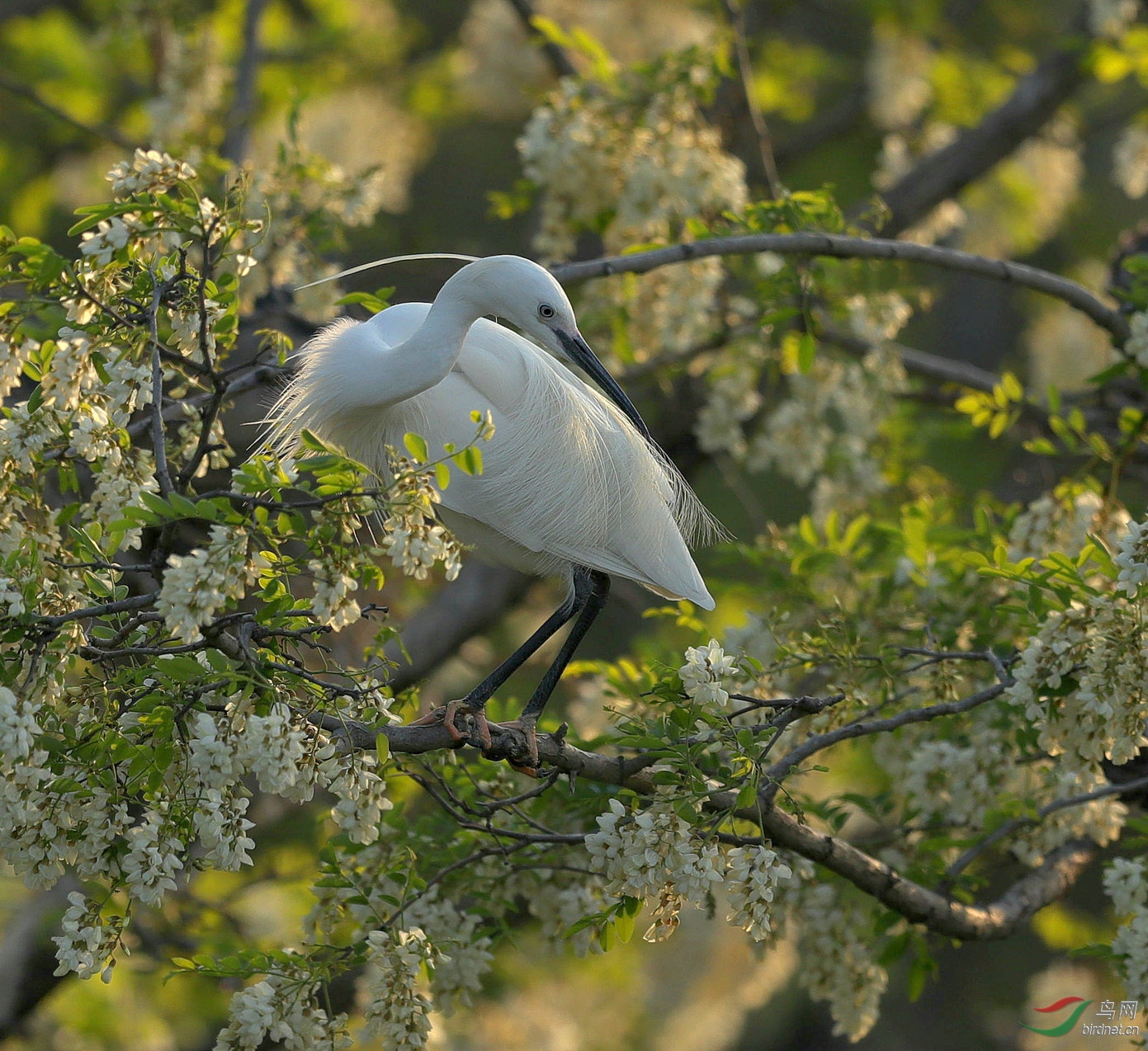 槐花鹭鸟
