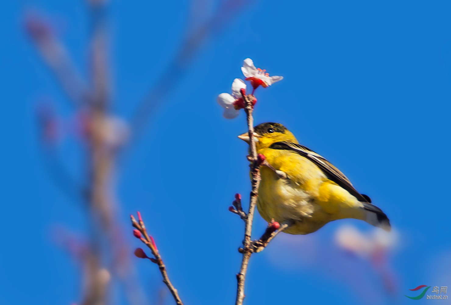 美国西部拍鸟_花鸟篇之美洲金翅雀雌雄鸟