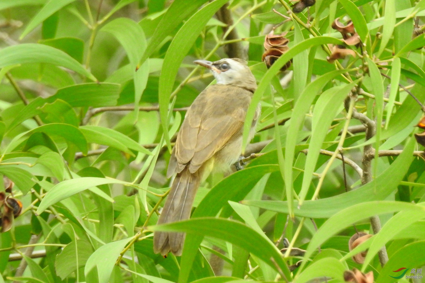 白眉黄臀鹎 - 宁夏版 ningxia 鸟网