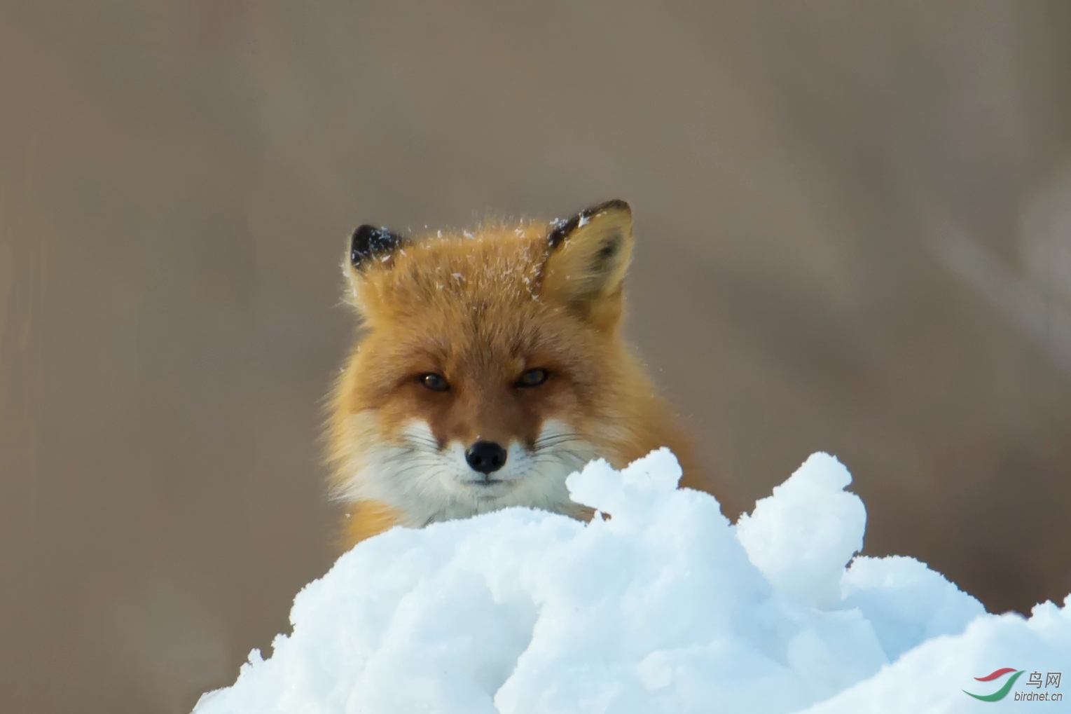 北海道的赤狐支持贴