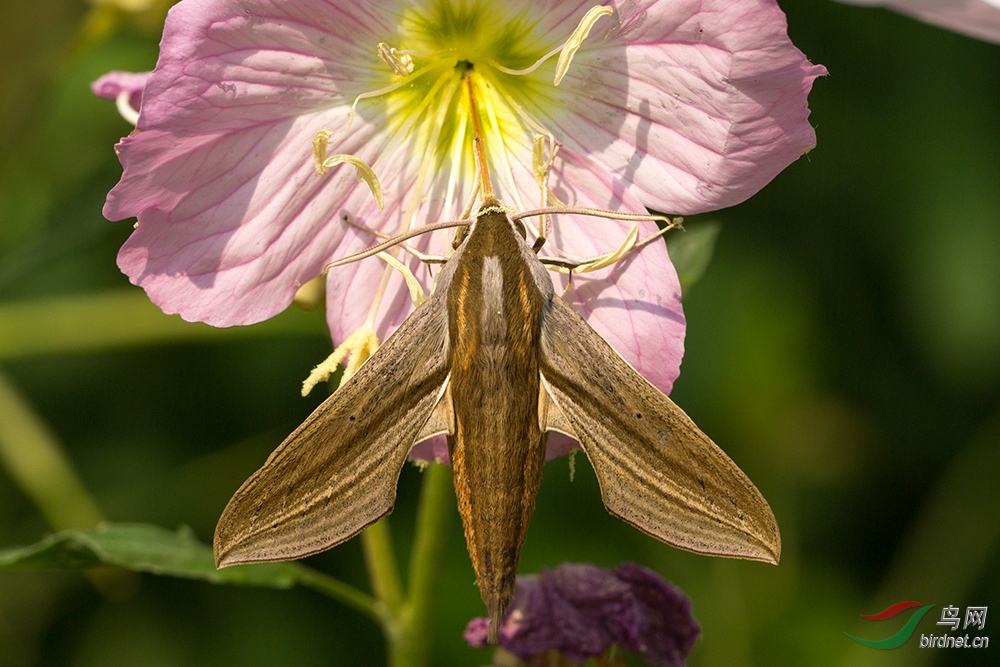 不知名的蛾子被花扣为人质