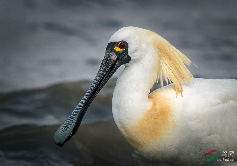 黑脸琵鹭 black-faced spoonbill