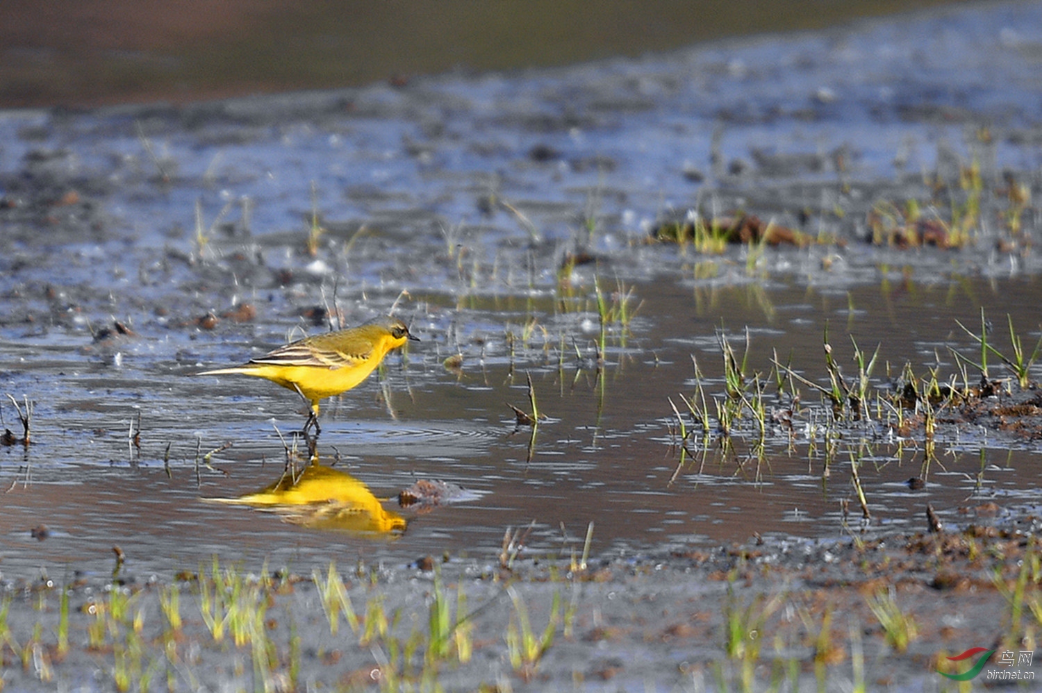 水鸟燕子与黄鹡 