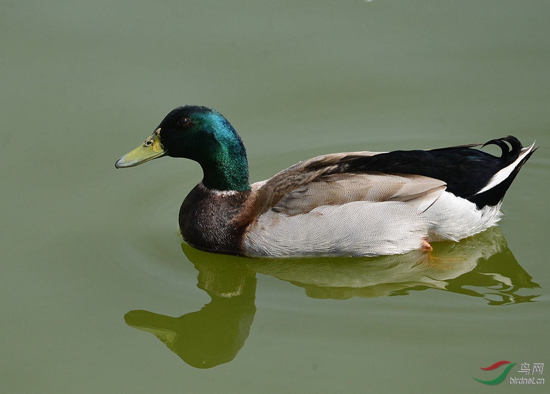 绿头鸭