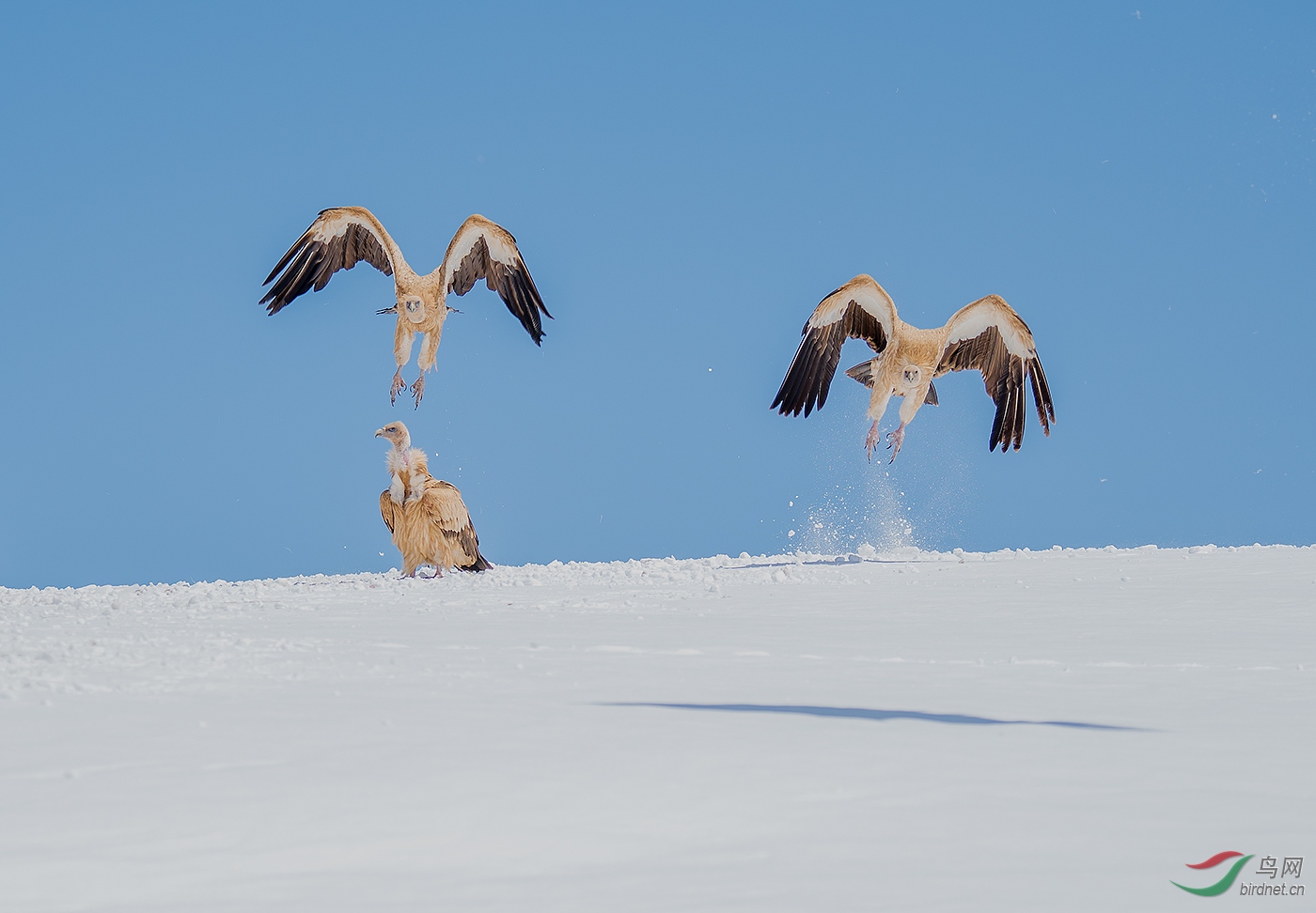 高山兀鹫一起飞