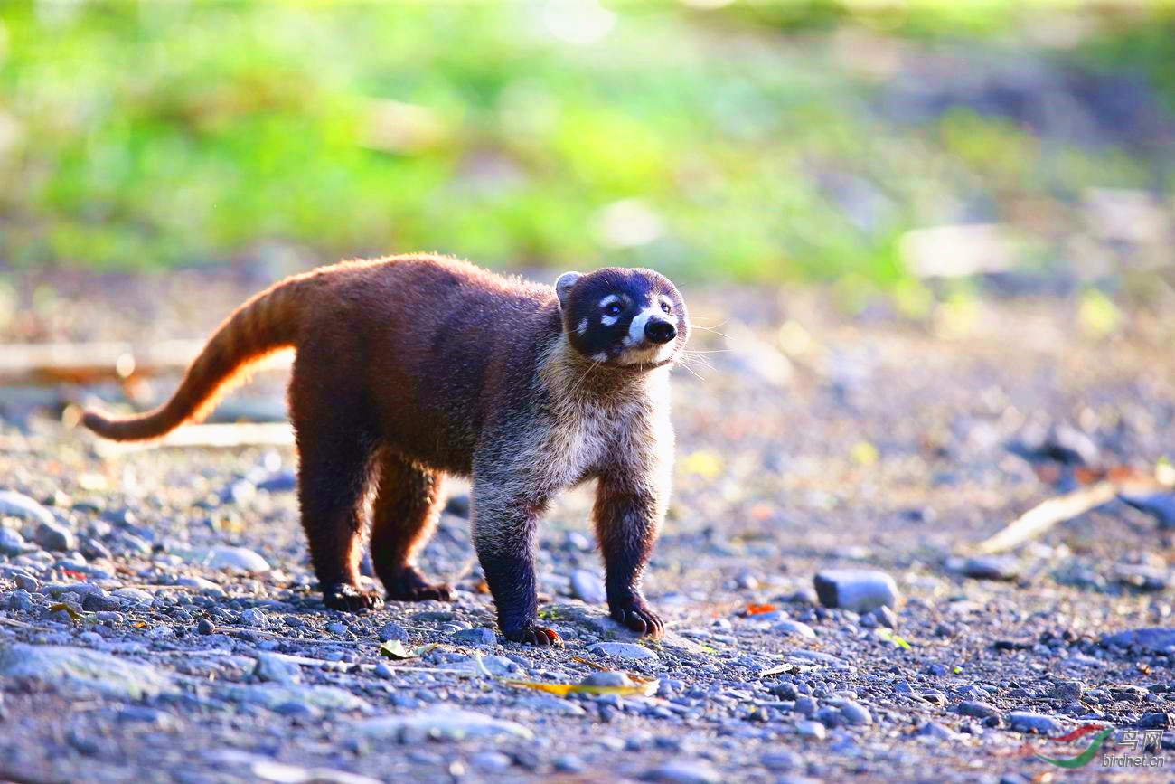 白鼻浣熊 【可爱的萌宠】
